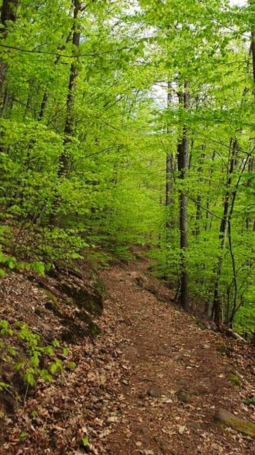 Ferienwohnungen Im Herzen Des Pfaelzerwaldes Elmstein Zewnętrze zdjęcie